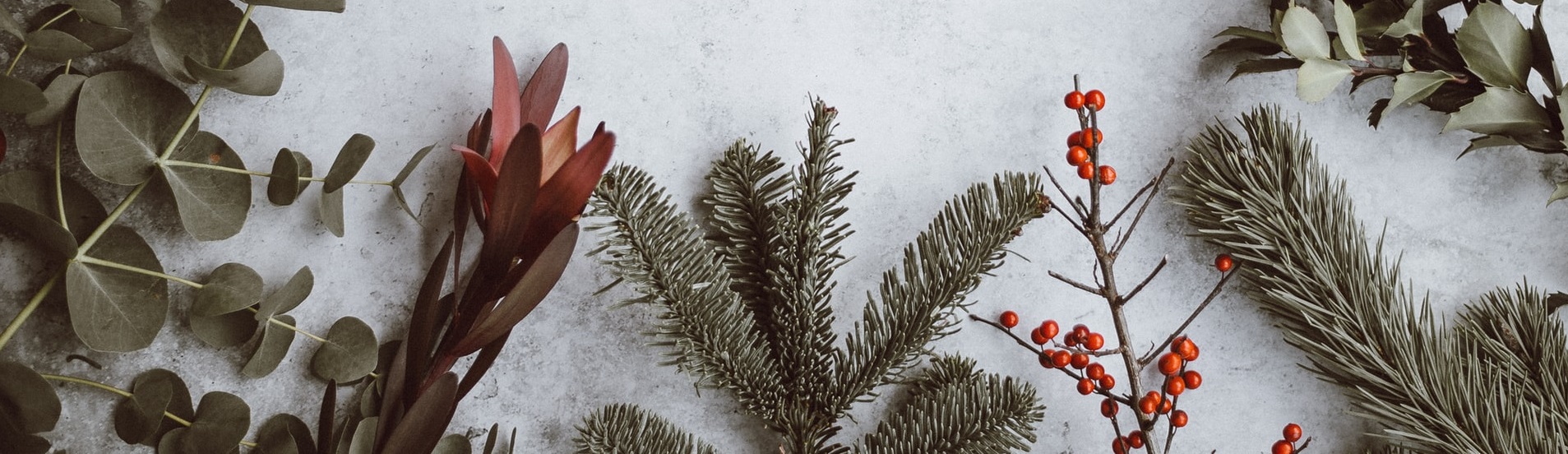 plants associated with Christmas on a tabletop 